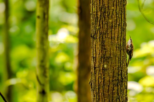 Waldbaumläufer bei Orbis