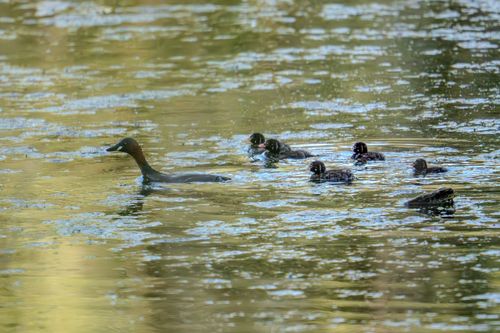 Zwergtaucherküken auf dem Silbersee bei Bobenheim-Roxheim