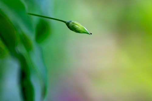 Bärlauch im Wald bei Jugenheim