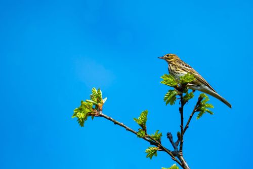 Baumpieper im Landschaftsschutzgebiet Höll-Martinsberg bei Siefersheim