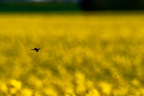 Biene im Flug über den Rapsfeldern bei Ober-Olm
