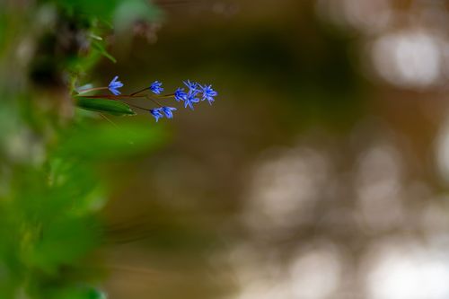Blausternchen auf der Kühkopf-Knoblochsaue