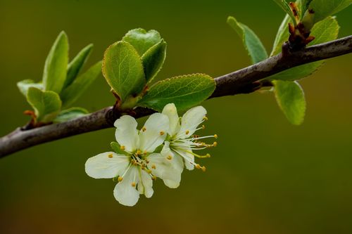 Blüte in den Obstbaumplantagen bei Nieder-Olm