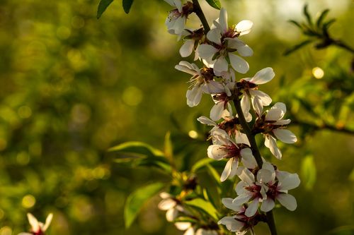 Blüte in den Obstbaumplantagen bei Ober-Olm