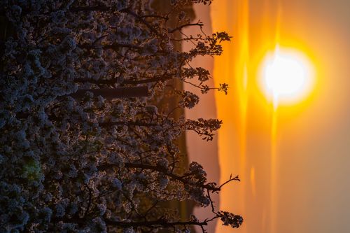 Blühende Obstbaumplantage bei Ober-Olm im Sonnenuntergang