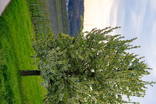 Blühende Vogelkirsche auf einer Wiese in den Weinbergen am Bleichkopf bei Jugenheim