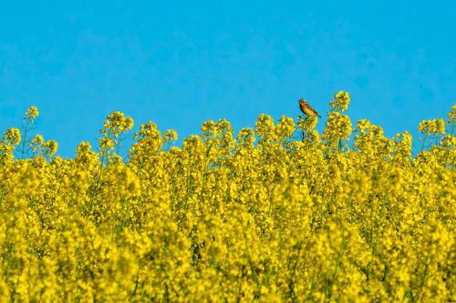 Braunkehlchen im Raps auf dem Bleichkopf bei Jugenheim