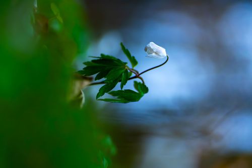 Buschwindröschen im Vorholz bei Alzey