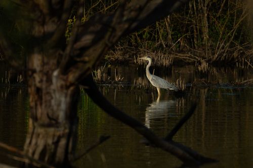Graureiher am Selzufer bei Selzen