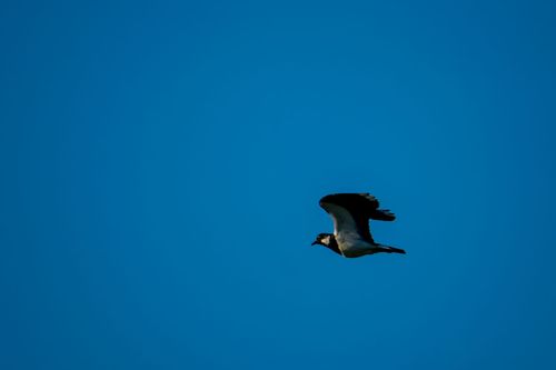 Kiebitz beim Überflug des Hahnheimer Bruchs