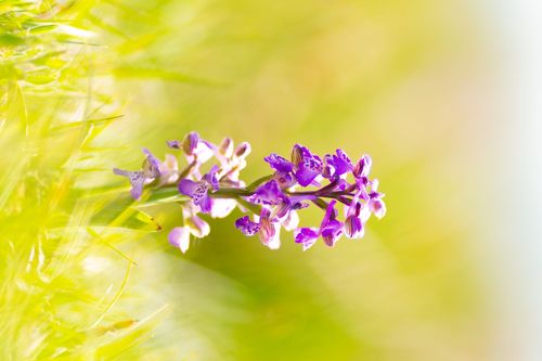 Kleines Knabenkraut bei Siefersheim