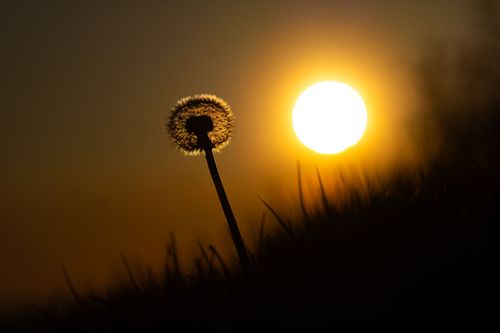 Löwenzahn im Gegenlicht des Sonnenuntergangs bei Ober-Olm