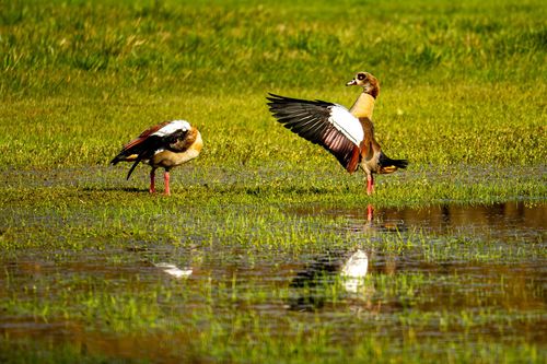 Nilgänse am Ufer der Selz bei Stadecken-Elsheim