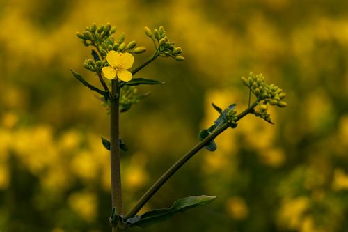 Beginn der Rapsblüte bei Ober-Olm