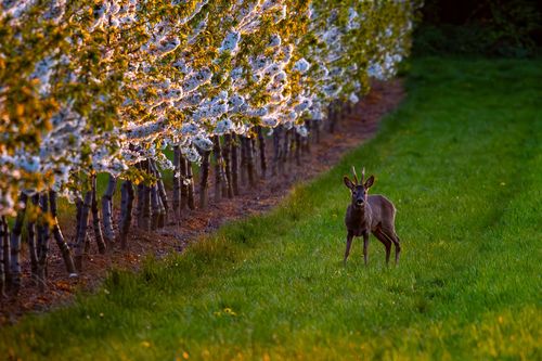 Rehbock in einer Obstplantage bei Ober-Olm im Abendlicht