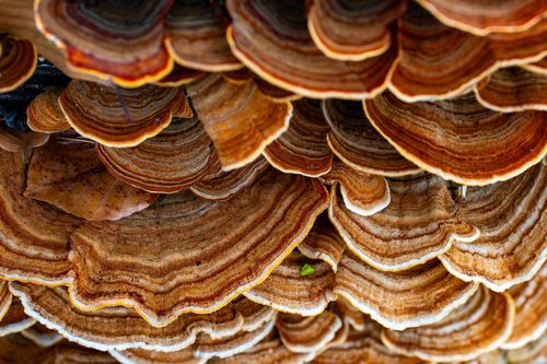 Samtiger Schichtpilz im Vorholz bei Alzey