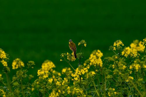 Schafstelze in den Rapsfeldern bei Ober-Olm