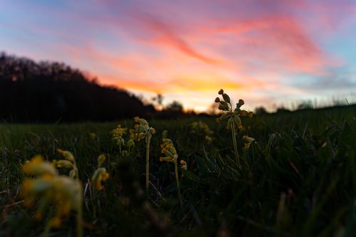 Schlüsselblumen im Sonnenuntergang bei Jugenheim