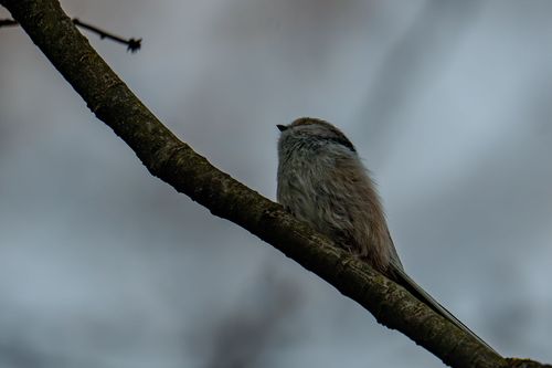 Schwanzmeise im Wald bei Lonsheim