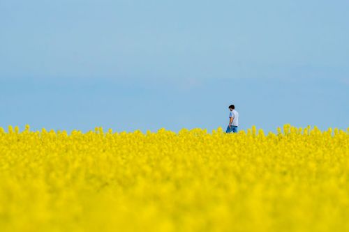 Spaziergang zwischen den Rapsfeldern von Ober-Olm