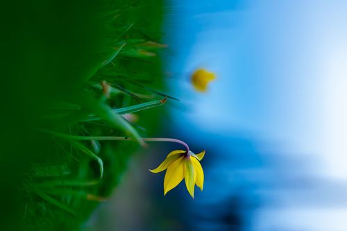 Blüte der Wildtulpen auf dem Lieberg bei Gau-Odernheim