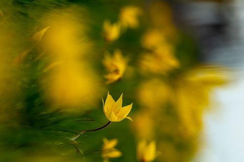 Blüte der Wildtulpen auf dem Lieberg bei Gau-Odernheim