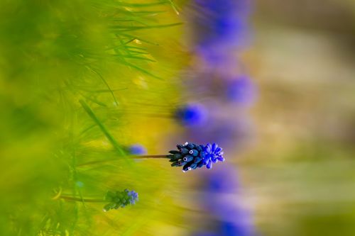 Traubenhyazinthe in den Weinbergen des Jugenheimer Goldbergs