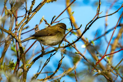 Zilpzalp auf der Kühkopf-Knoblochsaue
