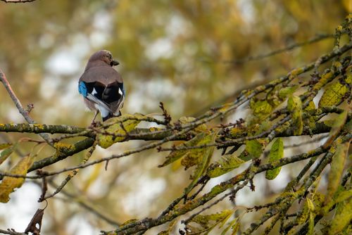 Eichelhäher im Wald bei Neu-Bamberg
