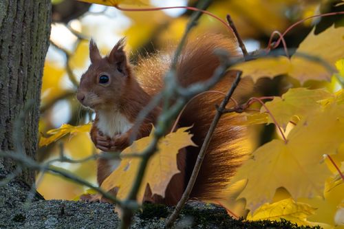Eichhörnchen im Laubenheimer-Bodenheimer Ried