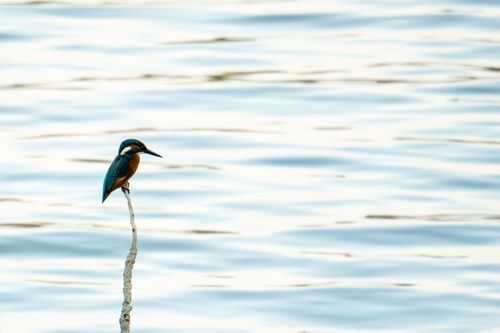 Eisvogel am Ufer bei Hamm am Rhein