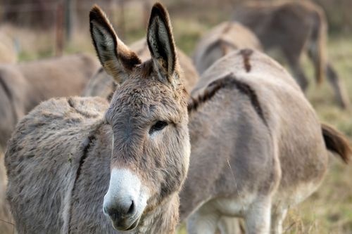 Esel auf einer Weide bei Neu-Bamberg
