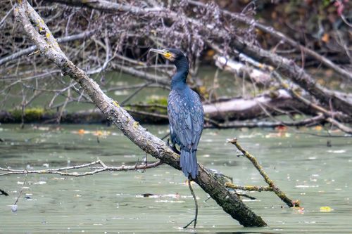 Kormoran im Laubenheimer-Bodenheimer Ried