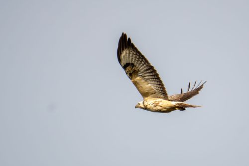 Mäusebussard über dem Goldberg bei Jugenheim