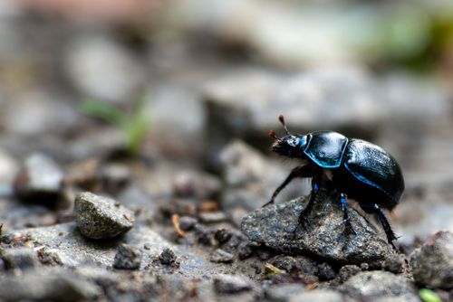 Mistkäfer auf einem Waldweg im Vorholz bei ALzey