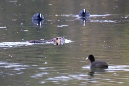 Nutria im Laubenheimer-Bodenheimer Ried