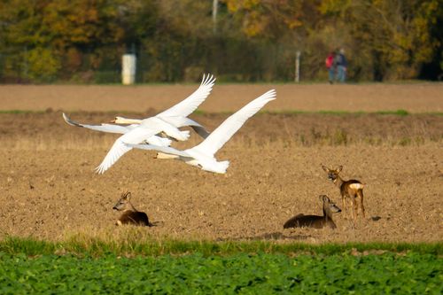 Rehe und Schwäne auf den Feldern um den Silbersee bei Bobenheim-Roxheim