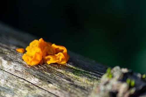 Riesen-Gallertträne auf einem Baumstamm im Laubenheimer-Bodenheimer Ried