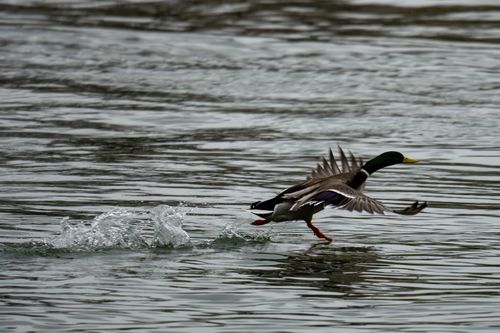 Auffliegende Stockente bei Hamm am Rhein