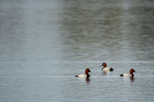 Tafelenten auf dem Altrheinsee bei Eich