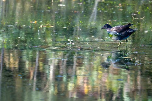Teichhuhn im Laubenheimer-Bodenheimer Ried