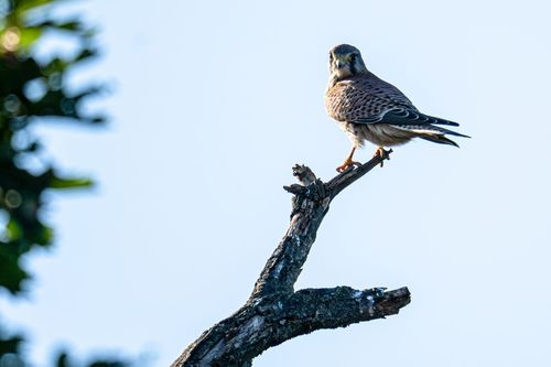 Turmfalke im Landschaftsschutzgebiet Höll-Martinsberg bei Siefersheim