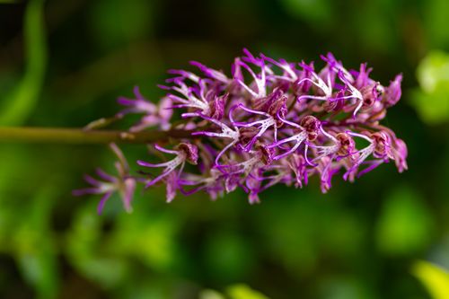 Affen-Knabenkraut im Wald bei Odenbach