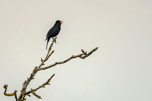 Amsel beim Abendgesang in Jugenheim
