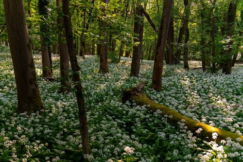 Bärlauchblüte im Jugenheimer Klauer
