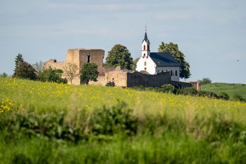 Blick über die Felder auf die Burgruine Neu-Bamberg