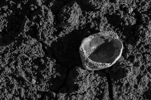 Fossile Sandmuschel auf einem Acker bei Sulzheim