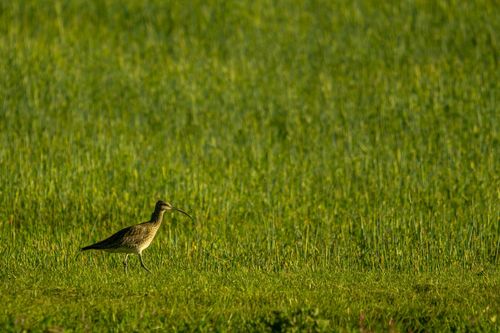 Großer Brachvogel auf einem Feld am Selzufer zwischen Hahnheim und Sörgenloch