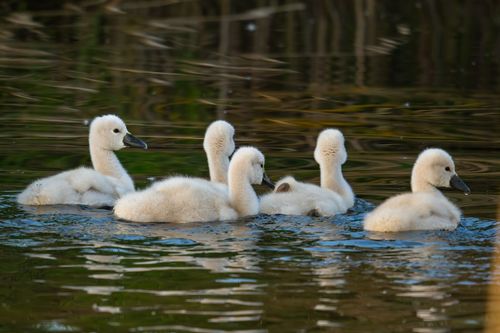 Höckerschwan-Küken auf der Selz bei Sörgenloch