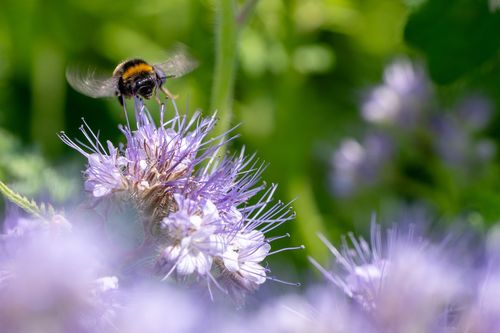 Hummel in einer Wildblumenwiese bei Jugenheim